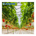 Commercial Plastic Film Tunnel Greenhouse for strawberry